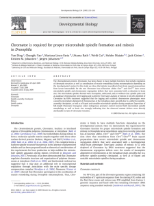 Chromator is required for proper microtubule spindle formation and mitosis ⁎