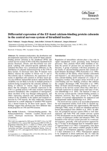 Differential expression of the EF-hand calcium-binding protein calsensin