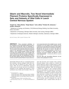 Gliarin and Macrolin, Two Novel Intermediate Filament Proteins Specifically Expressed in