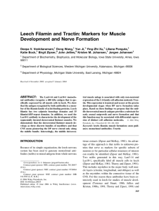 Leech Filamin and Tractin: Markers for Muscle Development and Nerve Formation