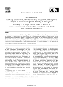 Antibody identi¢cation, chromosome map assignment, and sequence