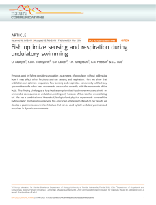 Fish optimize sensing and respiration during undulatory swimming ARTICLE O. Akanyeti