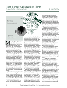 Root Border Cells Defend Plants UA researcher first to describe mechanism