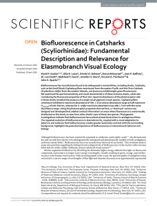 Biofluorescence in Catsharks (Scyliorhinidae): Fundamental Description and Relevance for Elasmobranch Visual Ecology