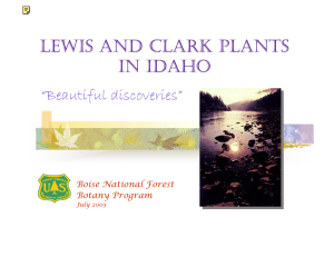 LEWIS AND CLARK PLANTS IN IDAHO “Beautiful discoveries” Boise National Forest