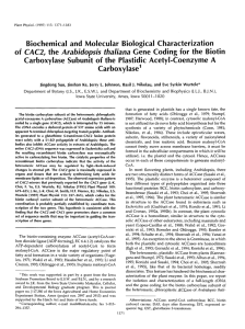A CAC2, Arabidopsis  thaliana of