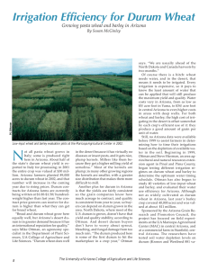 Irrigation Efficiency for Durum Wheat By Susan McGinley