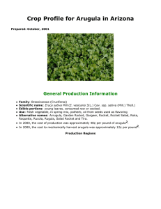 Crop Profile for Arugula in Arizona General Production Information