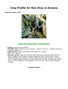 Crop Profile for Bok Choy in Arizona General Production Information