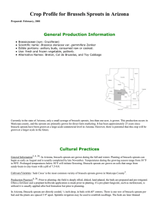 Crop Profile for Brussels Sprouts in Arizona General Production Information