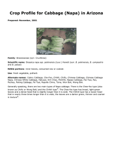 Crop Profile for Cabbage (Napa) in Arizona