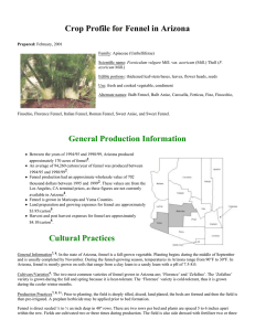 Crop Profile for Fennel in Arizona
