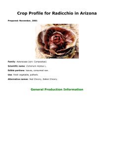 Crop Profile for Radicchio in Arizona General Production Information Prepared: November, 2001 Family