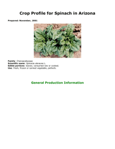 Crop Profile for Spinach in Arizona General Production Information Prepared: November, 2001 Family