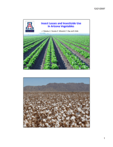 Insect Losses and Insecticide Use In Arizona Vegetables 12/21/2007 1
