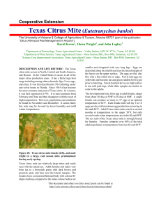 Texas Citrus Mite Eutetranychus banksi Cooperative Extension