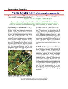 Yuma Spider Mite Eotetranychus yumensis Cooperative Extension