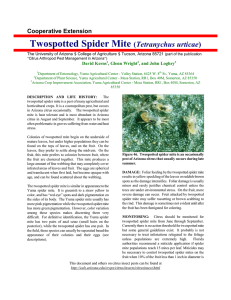Twospotted Spider Mite  Tetranychus urticae Cooperative Extension
