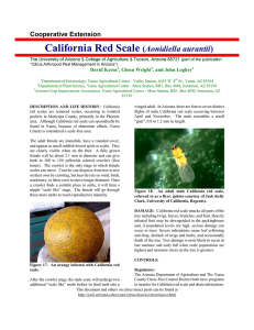 California Red Scale Aonidiella aurantii Cooperative Extension