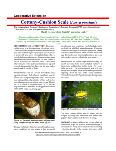 Cottony-Cushion Scale  Icerya purchasi