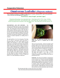 Omnivorous Leafroller  Platynota stultana