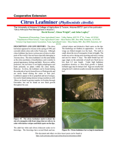 Citrus Leafminer  Phyllocnistis citrella