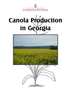 Canola Production in Georgia