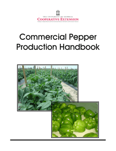 Commercial Pepper Production Handbook