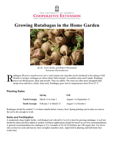 R Growing Rutabagas in the Home Garden