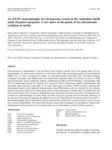 An XX/XY heteromorphic sex chromosome system in the Australian chelid