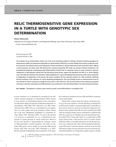RELIC THERMOSENSITIVE GENE EXPRESSION IN A TURTLE WITH GENOTYPIC SEX DETERMINATION BRIEF COMMUNICATION