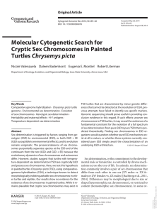 Molecular Cytogenetic Search for Cryptic Sex Chromosomes in Painted Chrysemys picta