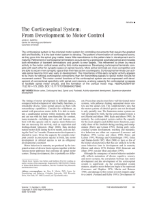 The Corticospinal System: From Development to Motor Control