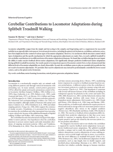 Cerebellar Contributions to Locomotor Adaptations during Splitbelt Treadmill Walking Behavioral/Systems/Cognitive Susanne M. Morton