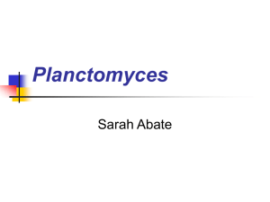 Planctomyces Sarah Abate