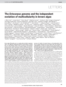 LETTERS The Ectocarpus genome and the independent