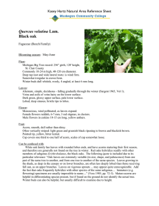 Quercus velutina  Black oak Kasey Hartz Natural Area Reference Sheet