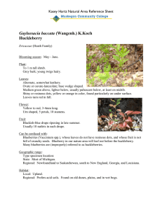 Gaylussacia baccata Huckleberry Kasey Hartz Natural Area Reference Sheet
