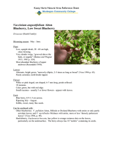 Vaccinium angustifolium Blueberry, Low Sweet Blueberry Kasey Hartz Natural Area Reference Sheet