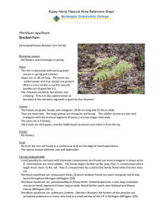 Kasey Hartz Natural Area Reference Sheet  Pteridium aquilinum Bracken Fern