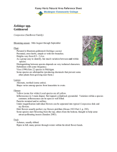 Solidago Goldenrod Kasey Hartz Natural Area Reference Sheet