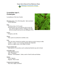 Lycopodium (spp) Ground pine.  Kasey Hartz Natural Area Reference Sheet