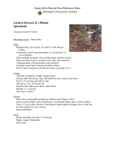 Lindera benzoin Spicebush Kasey Hartz Natural Area Reference Sheet