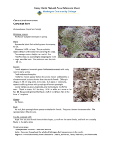 Kasey Hartz Natural Area Reference Sheet  Osmunda cinnamomea Cinnamon Fern