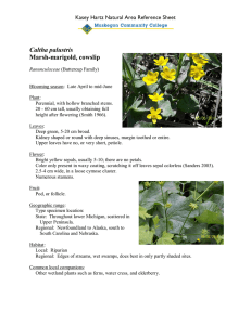 Caltha palustris Marsh-marigold, cowslip Kasey Hartz Natural Area Reference Sheet