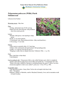 Polygonatum pubescens Solomon-seal Kasey Hartz Natural Area Reference Sheet