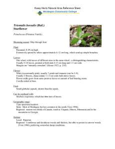 Trientalis borealis Starflower Kasey Hartz Natural Area Reference Sheet