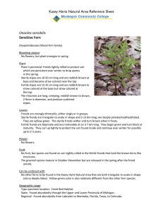 Kasey Hartz Natural Area Reference Sheet  Onoclea sensibilis Sensitive Fern