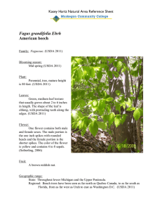 Fagus American beech Kasey Hartz Natural Area Reference Sheet