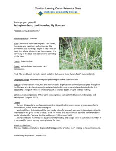 Outdoor Learning Center Reference Sheet Andropogon gerardii
